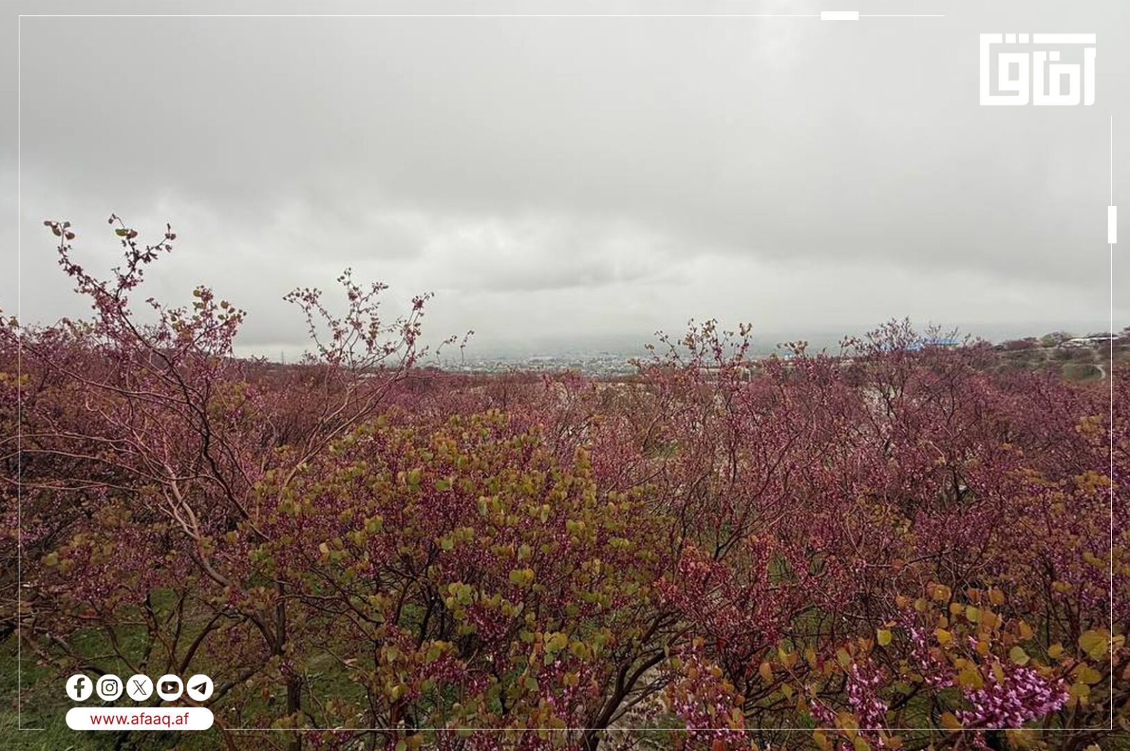 بهار سرخ در گل‌ غندی؛ جلوه‌ای از طبیعت زیبای افغانستان